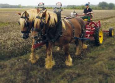 Vlaamse trekpaarden van 7PK trekken landbouwmachine voort